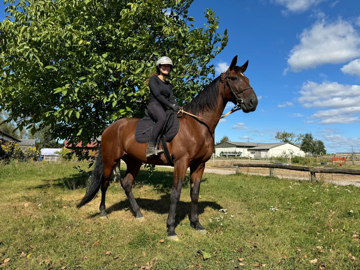 Deutscher Traber Wallach 6 Jahre 165 cm Dunkelbrauner in Neuenhagen