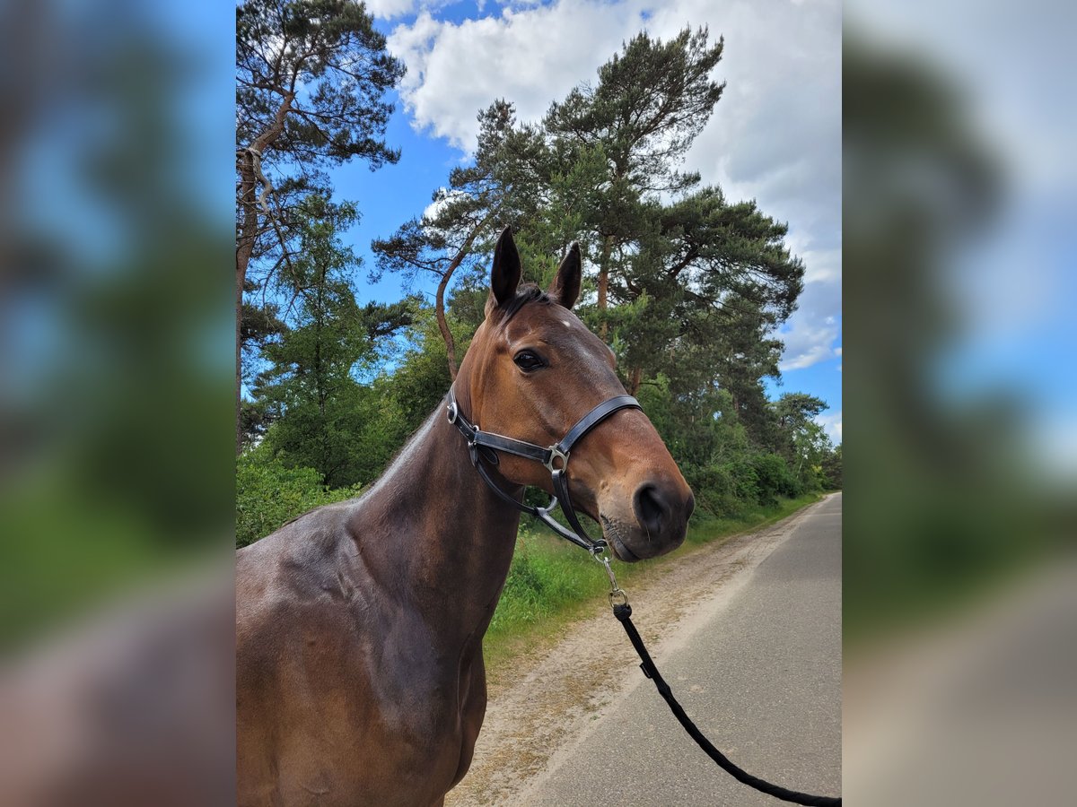 Deutscher Traber Wallach 6 Jahre 166 cm Brauner in Kevelaer