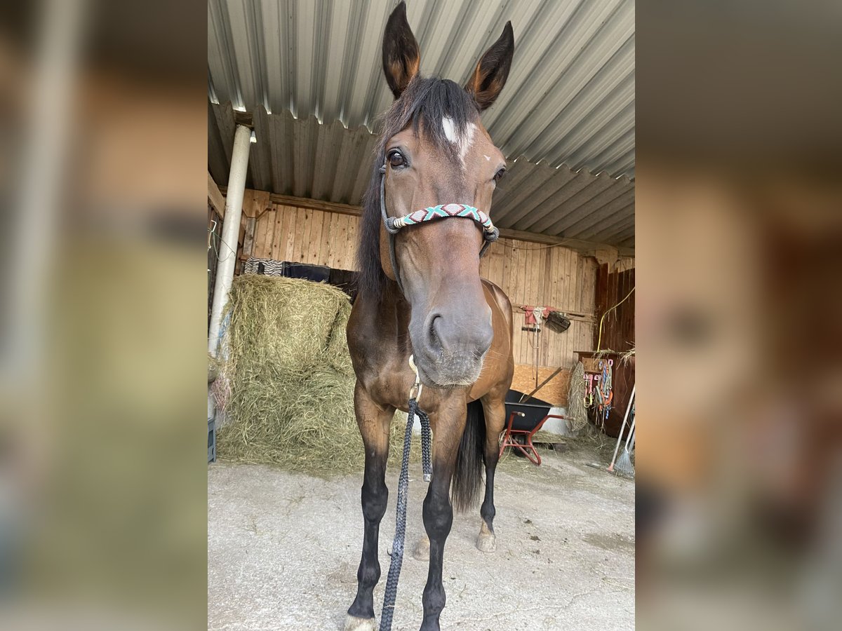 Deutscher Traber Wallach 7 Jahre 165 cm in LederauVorchdorf