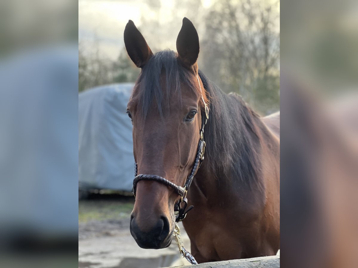 Deutscher Traber Wallach 7 Jahre 170 cm Brauner in Sch&#xF6;nefeld