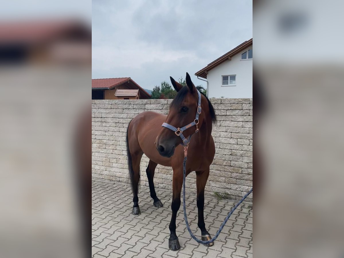 Deutscher Traber Wallach 8 Jahre 160 cm Brauner in Bruckm&#xFC;hl