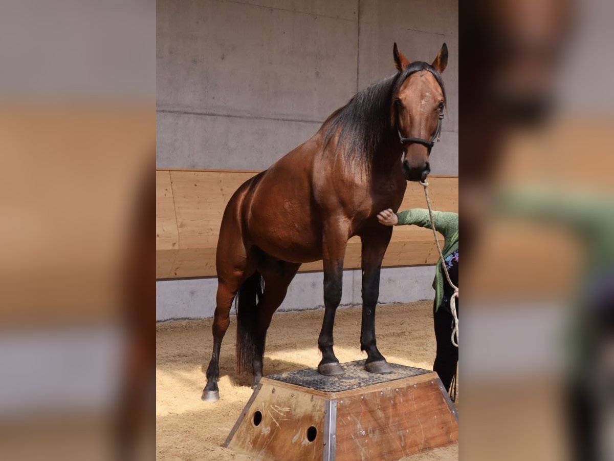 Deutscher Traber Wallach 8 Jahre 164 cm Brauner in Dinkelscherben