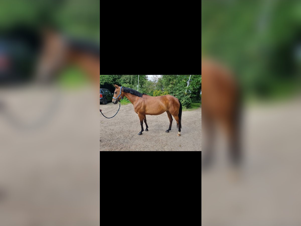 Deutsches Classic-Pony Stute 13 Jahre 146 cm Brauner in Grootschermer