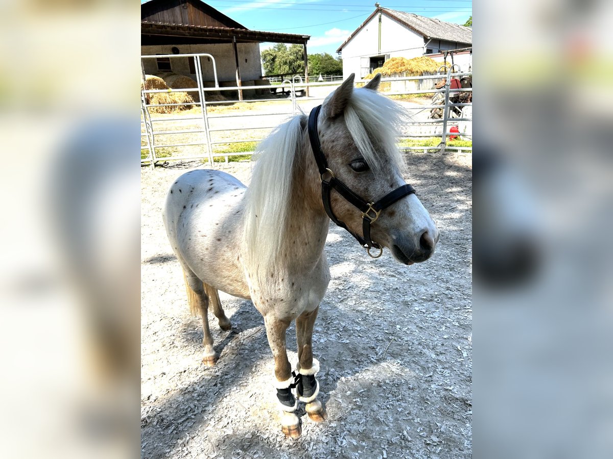 Deutsches Classic-Pony Stute 4 Jahre 105 cm Tigerschecke in Mosbach