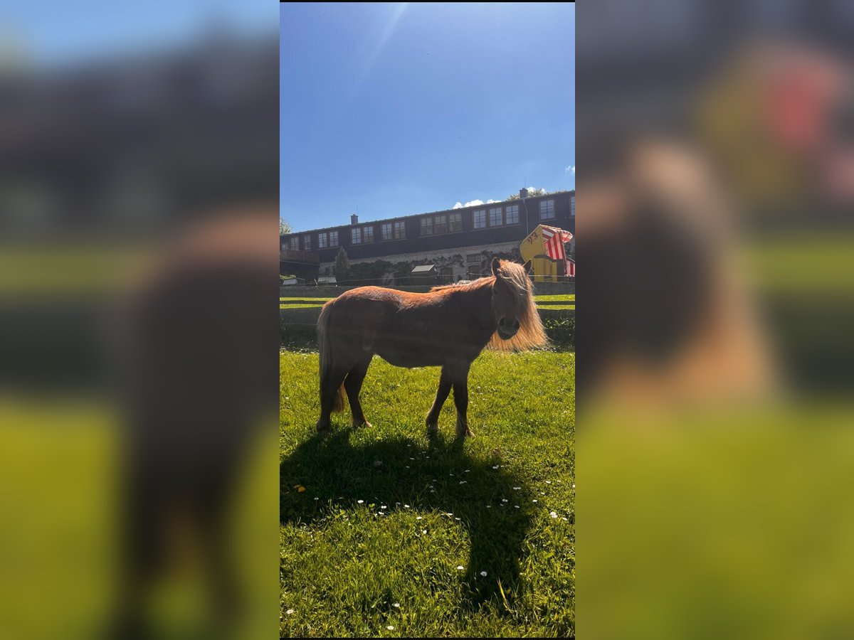 Deutsches Classic-Pony Mix Stute 8 Jahre 110 cm Fuchs in Bastorf
