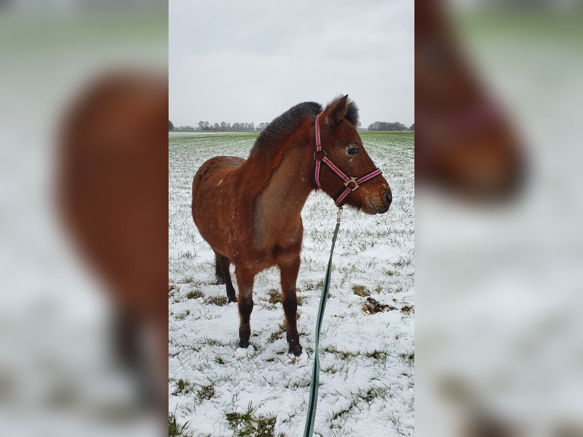 Deutsches Classic-Pony Stute 9 Jahre 107 cm Tigerschecke in München