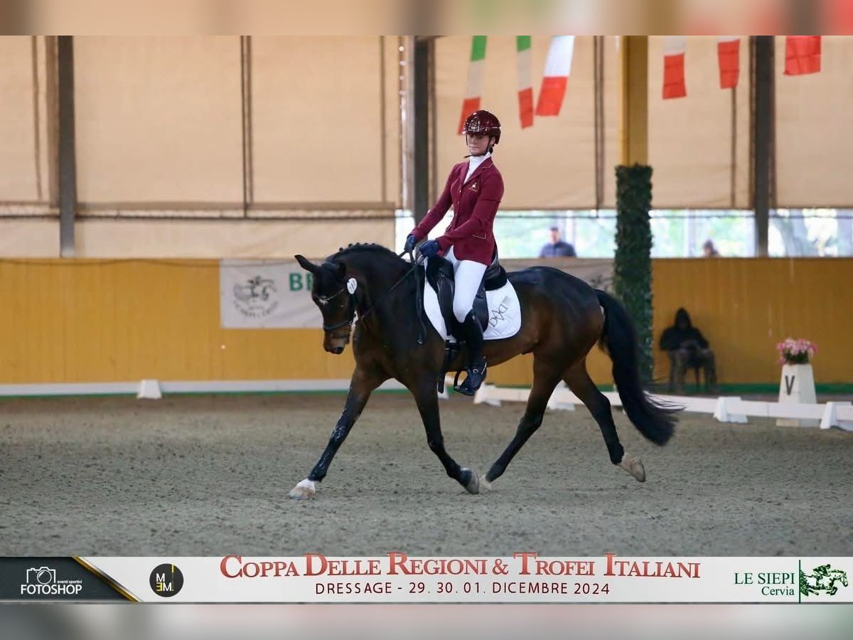 Deutsches Classic-Pony Wallach 14 Jahre 147 cm Brauner in Farra di Soligo (TV)