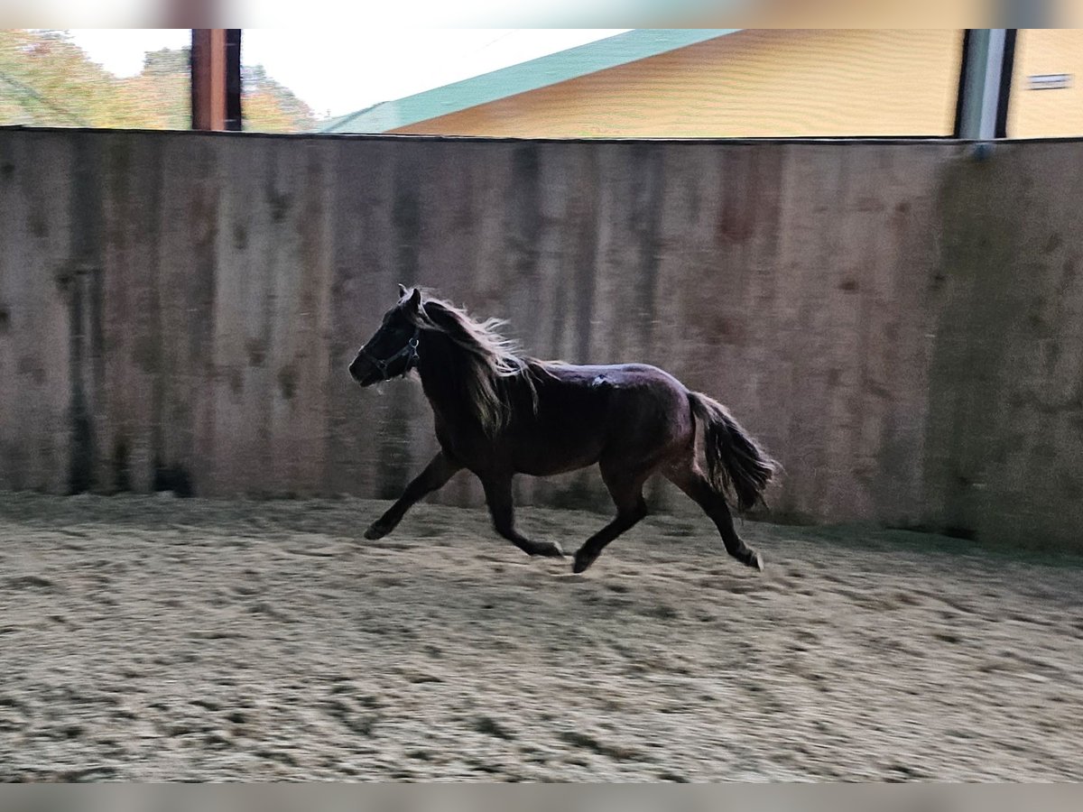 Deutsches Classic-Pony Wallach 2 Jahre 106 cm Dunkelfuchs in Heideland