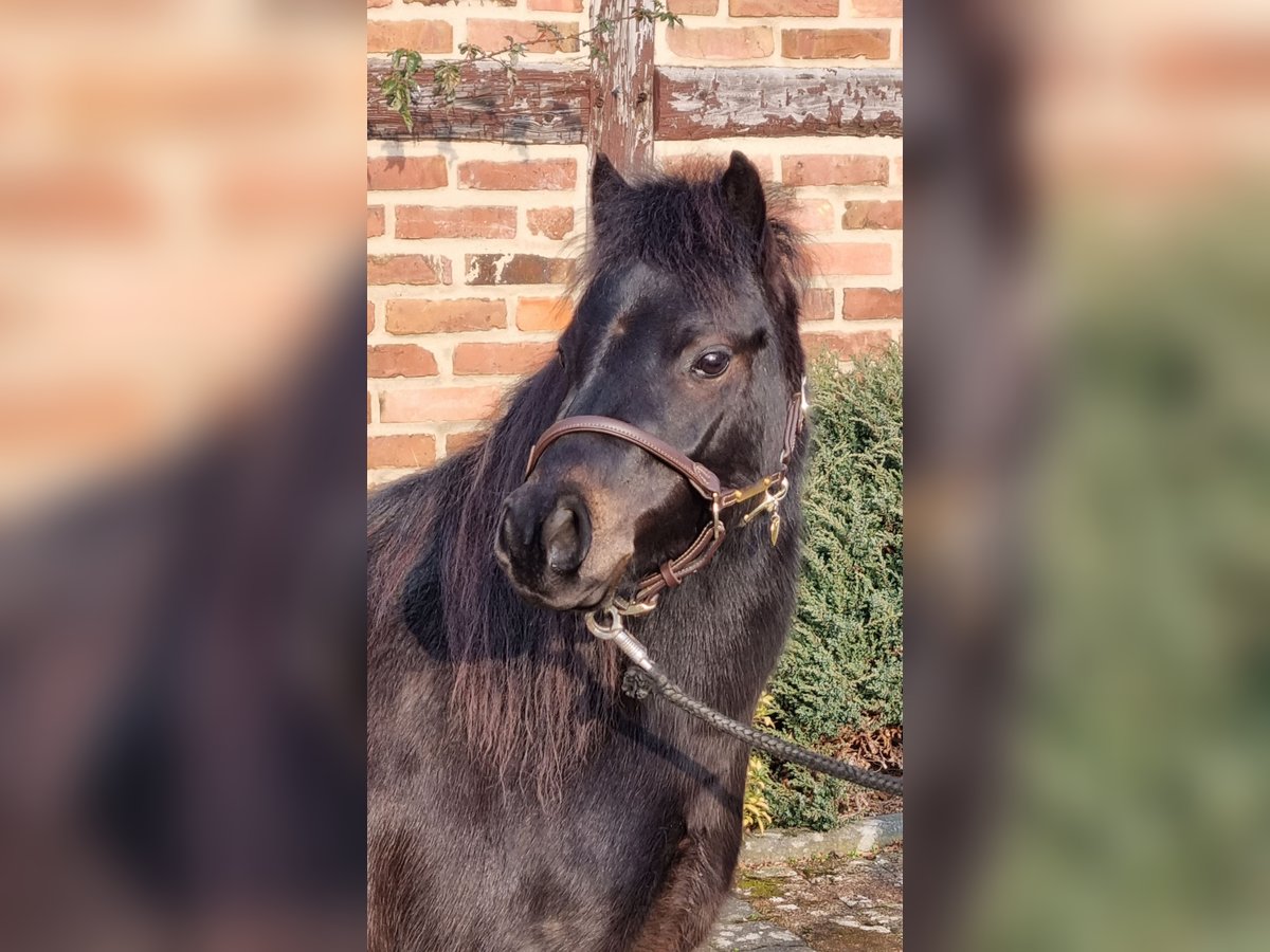 Deutsches Classic-Pony Wallach 4 Jahre 105 cm Schwarzbrauner in Uslar-Fürstenhagen