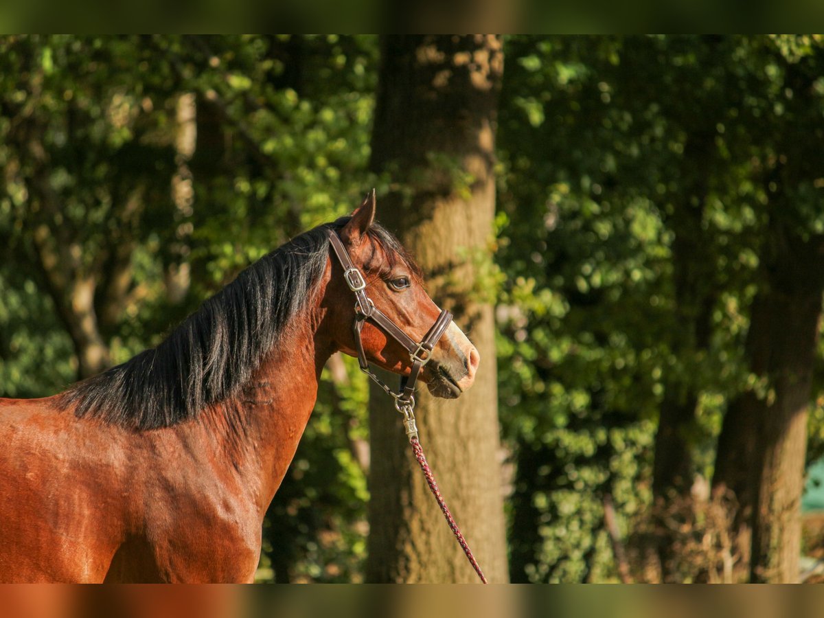 Deutsches Classic-Pony Wallach 4 Jahre 135 cm Brauner in Bremerv&#xF6;rde