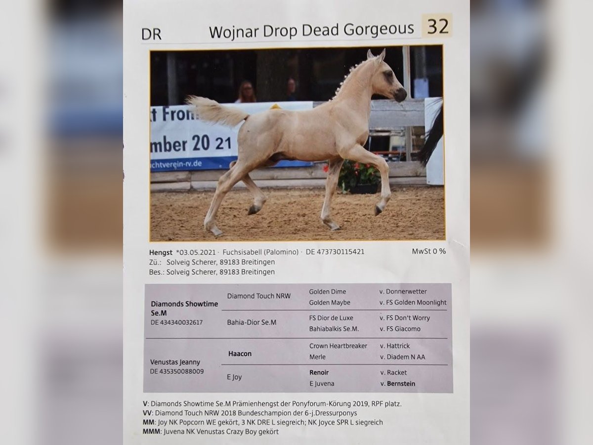 Deutsches Classic-Pony Wallach 4 Jahre 150 cm Palomino in Mietingen