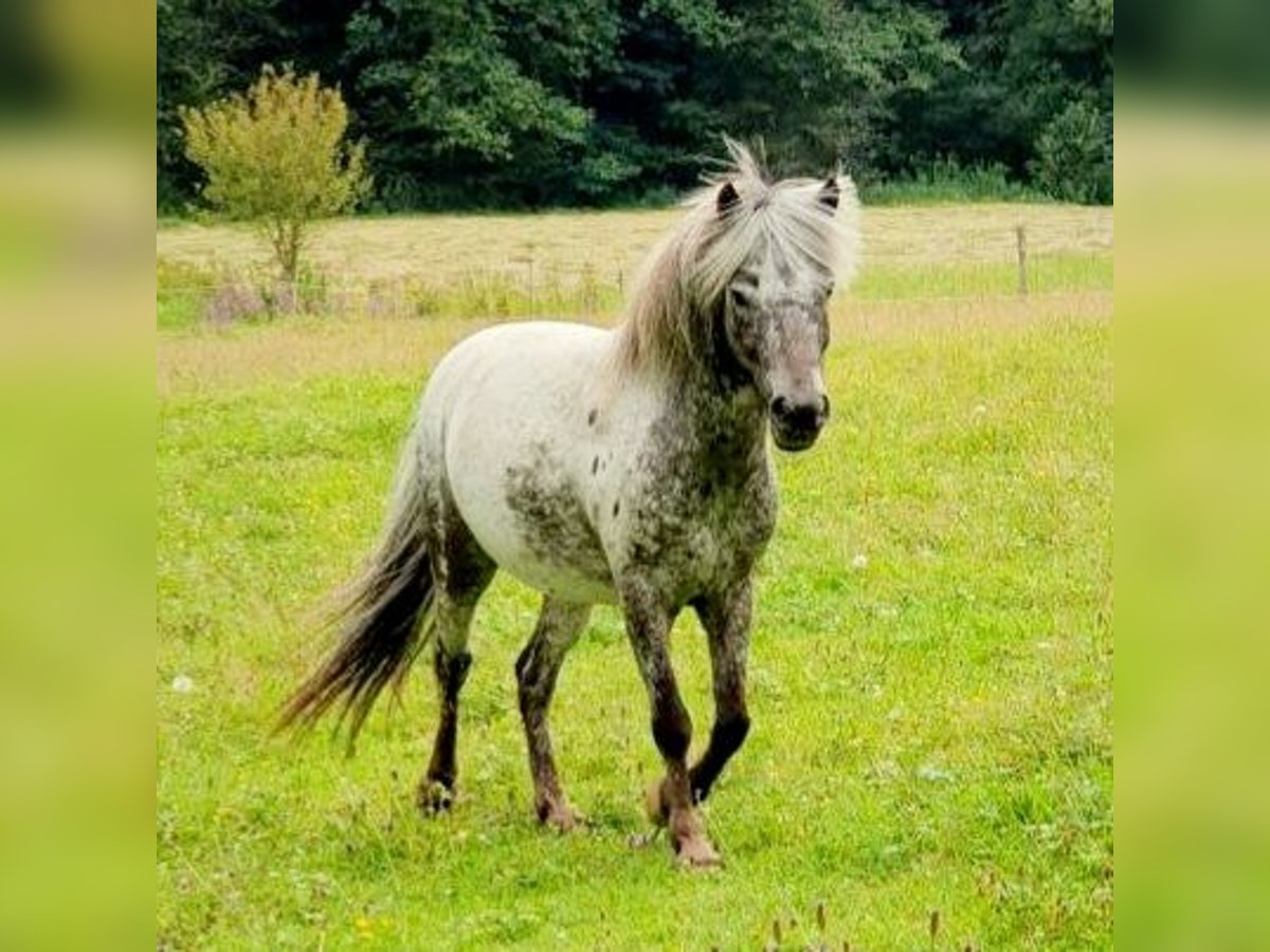 Deutsches Classic-Pony Wallach 8 Jahre 112 cm Tigerschecke in Deggendorf