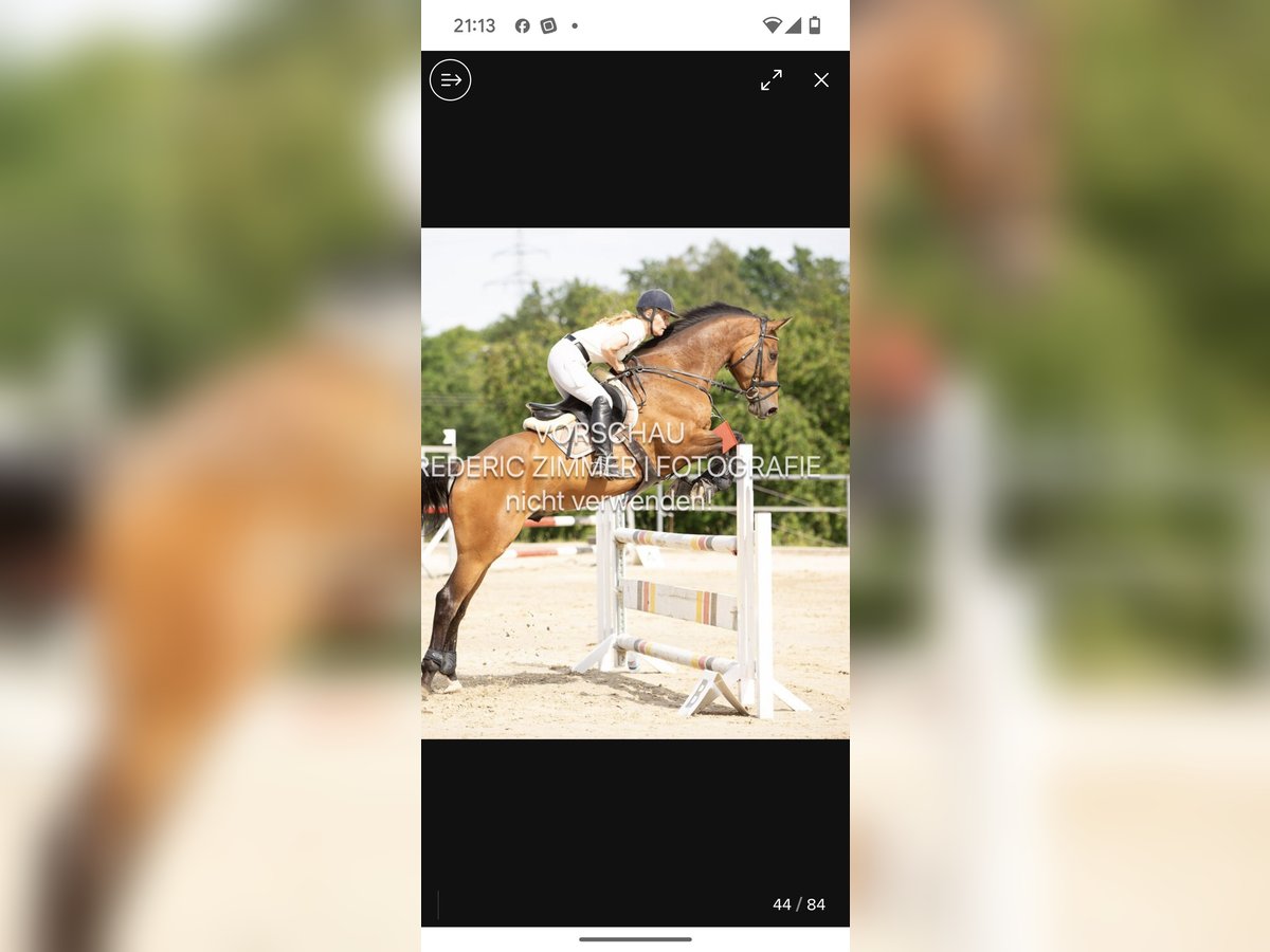 Deutsches Reitpferd Hengst 10 Jahre 168 cm Brauner in Matzenbach