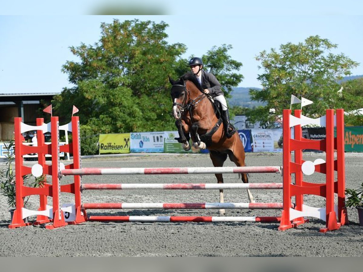 Deutsches Reitpferd Hengst 11 Jahre 148 cm Brauner in Enzesfeld-Lindabrunn Deutsches Reitpferd Hengst 11 Jahre 148 cm Brauner in Enzesfeld-Lindabrunn
