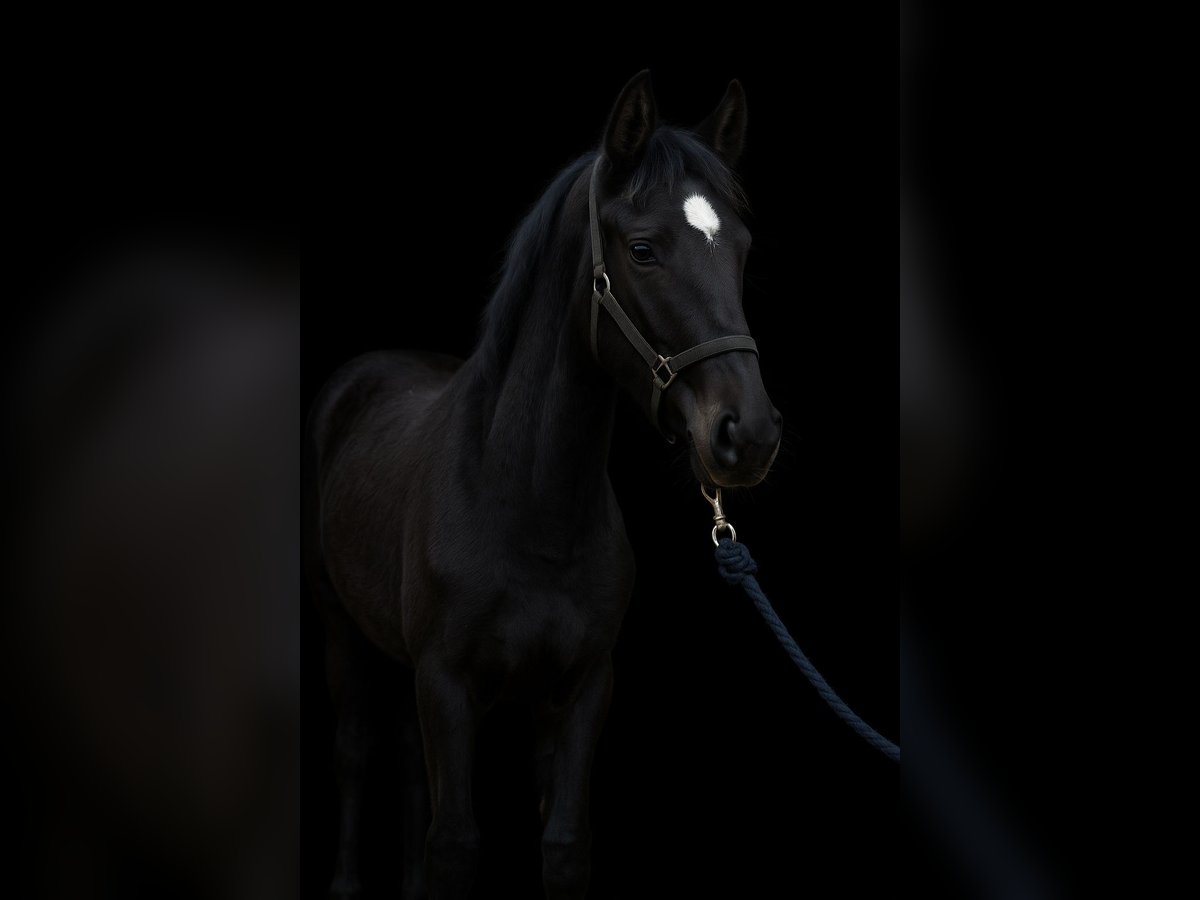 Deutsches Reitpferd Hengst 1 Jahr 146 cm Rappe in Dannenberg (Elbe)