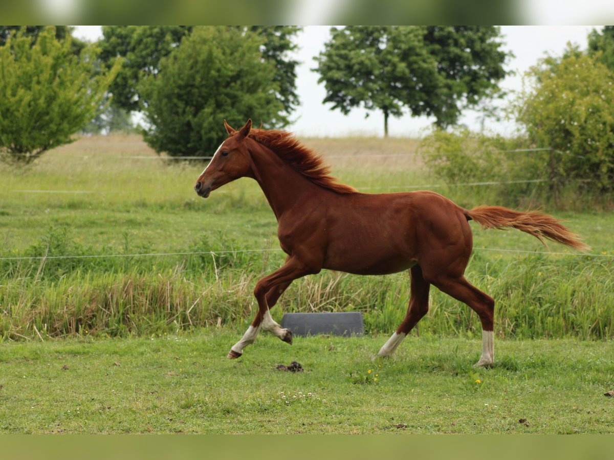 Deutsches Reitpferd Hengst 1 Jahr 150 cm Fuchs in Schlagenthin