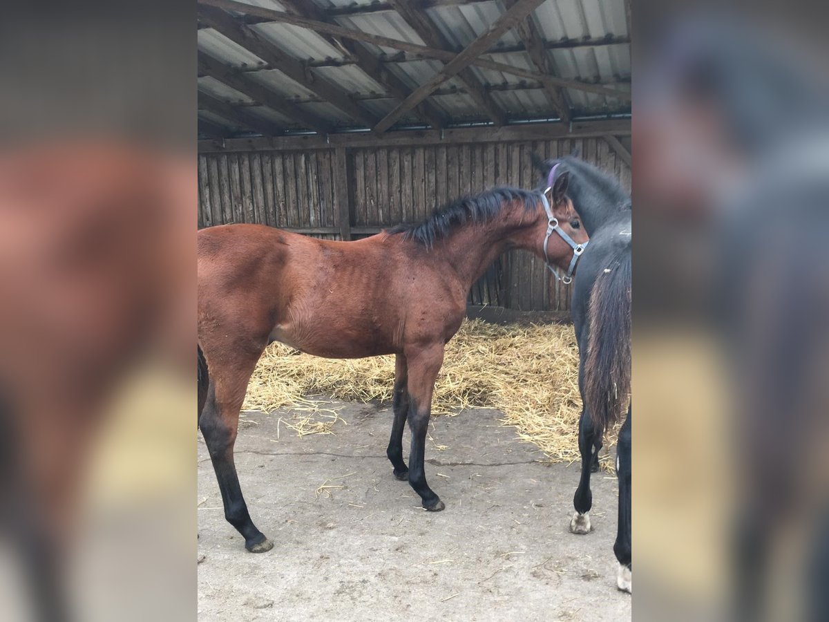 Deutsches Reitpferd Hengst 1 Jahr 167 cm Brauner in Königsmoos