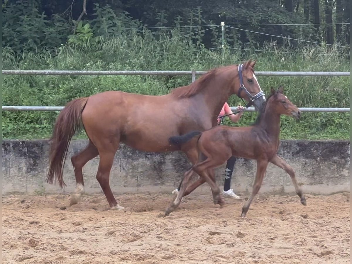 Deutsches Reitpferd Hengst 1 Jahr 168 cm Brauner in Wehringen