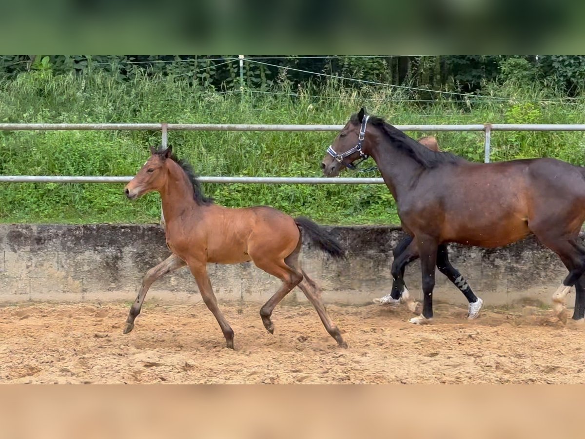 Deutsches Reitpferd Hengst 1 Jahr 168 cm Brauner in Wehringen