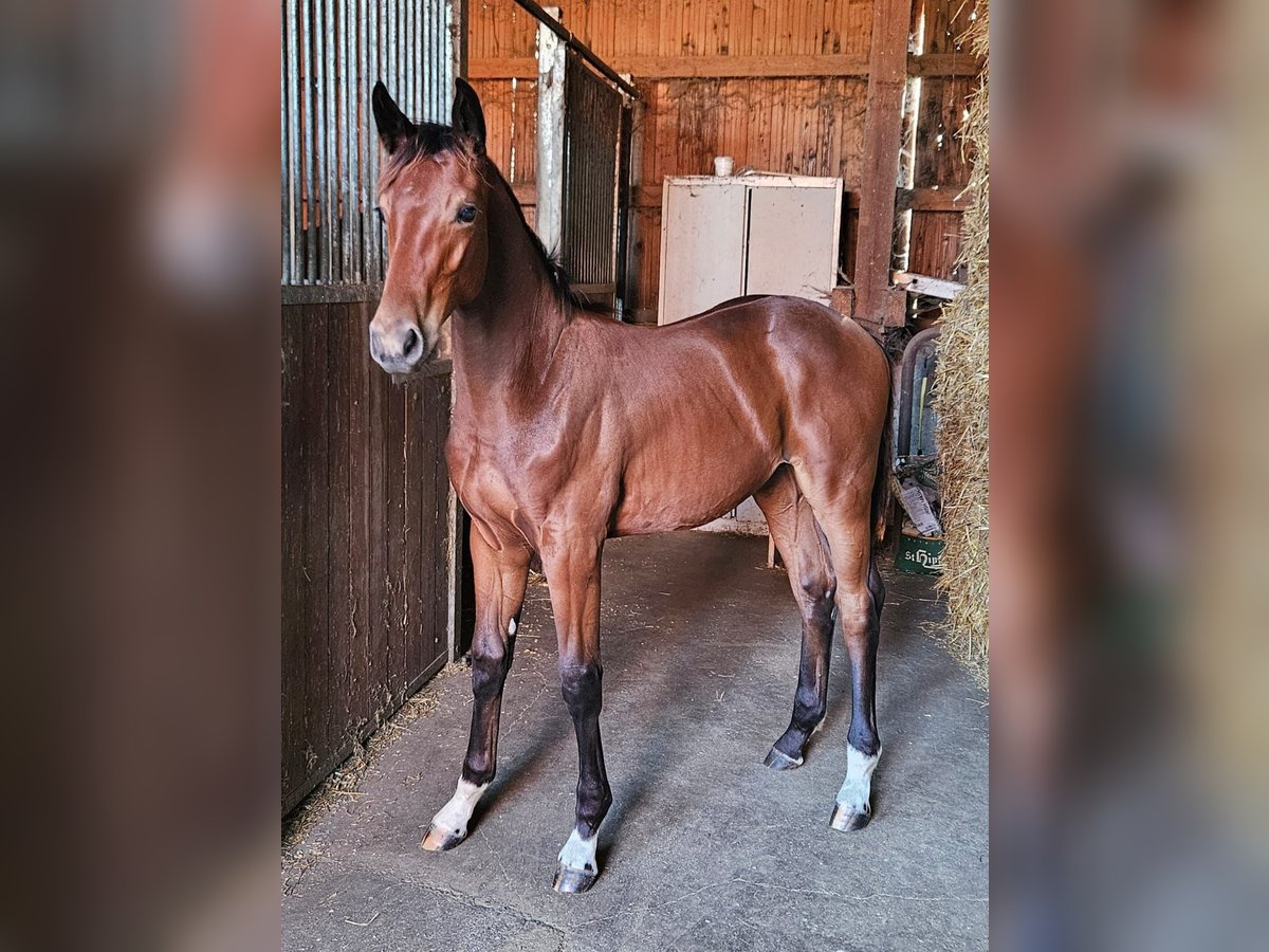 Deutsches Reitpferd Hengst 1 Jahr 169 cm in Ettenbeuren