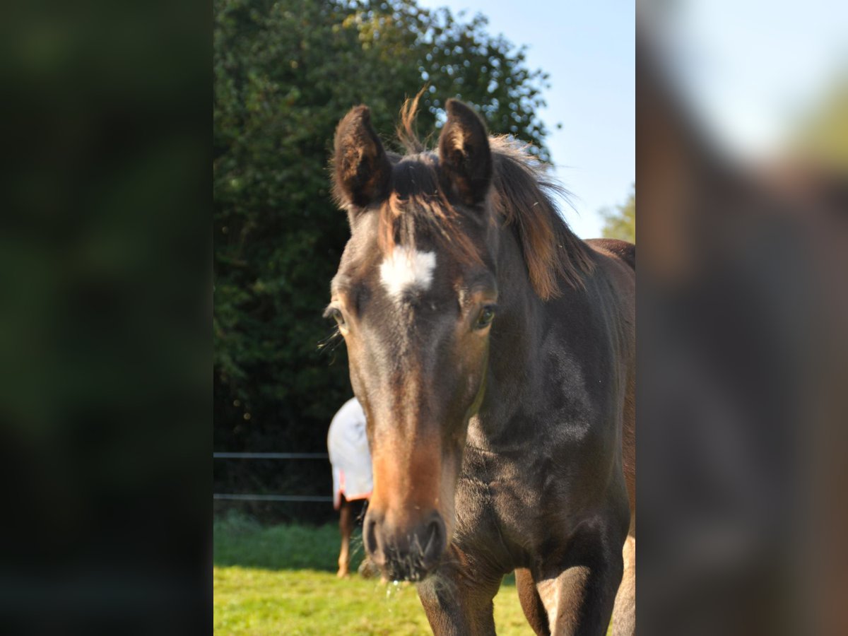 Deutsches Reitpferd Hengst 1 Jahr 170 cm Brauner in Westerstede