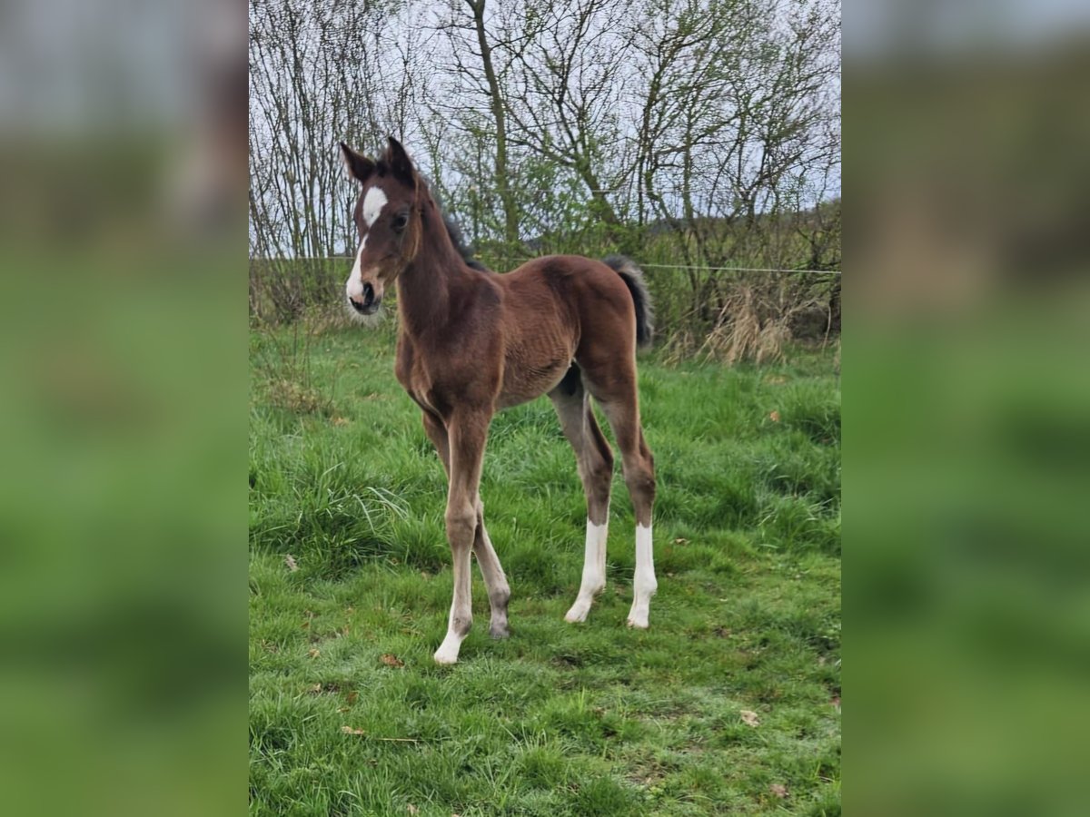 Deutsches Reitpferd Hengst 1 Jahr Brauner in Ettenbeuren