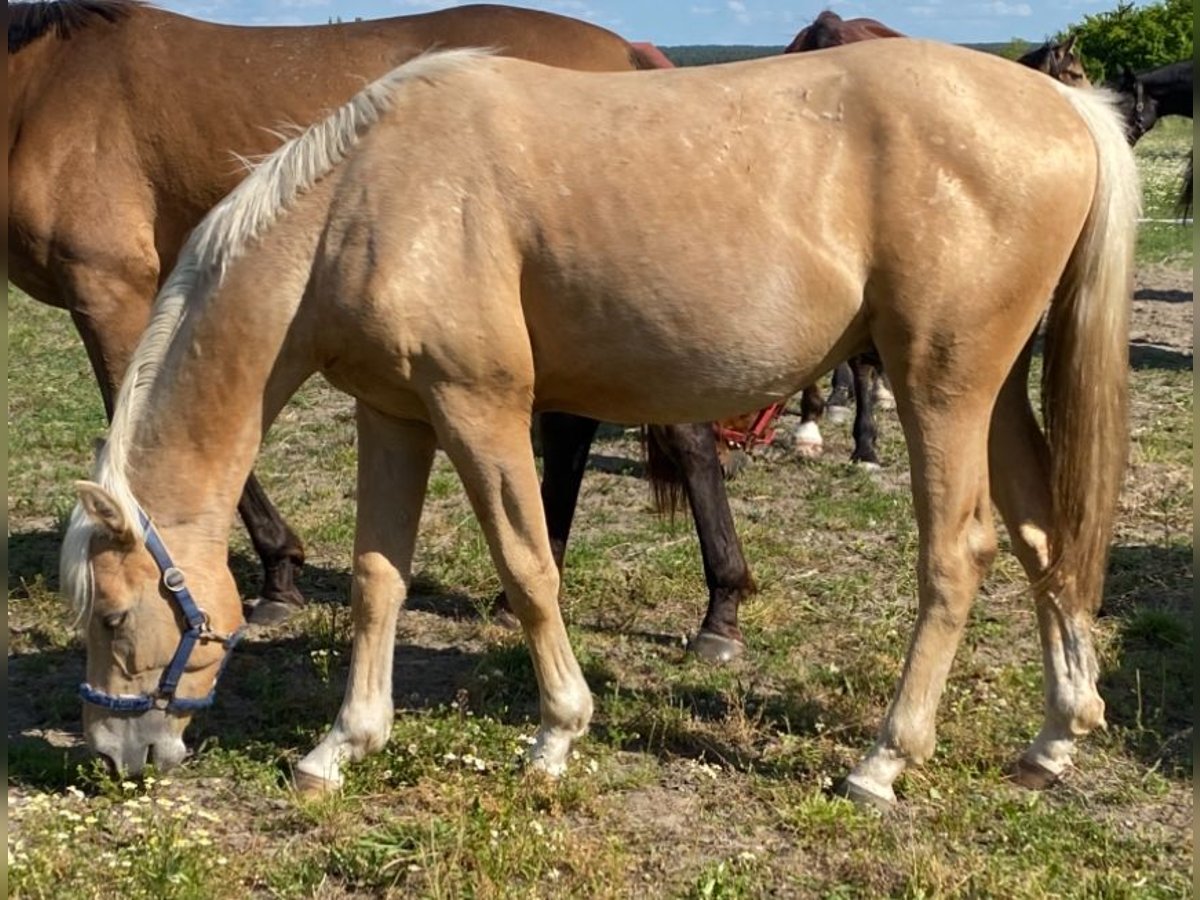 Deutsches Reitpferd Hengst 2 Jahre 162 cm Palomino in Buchhain