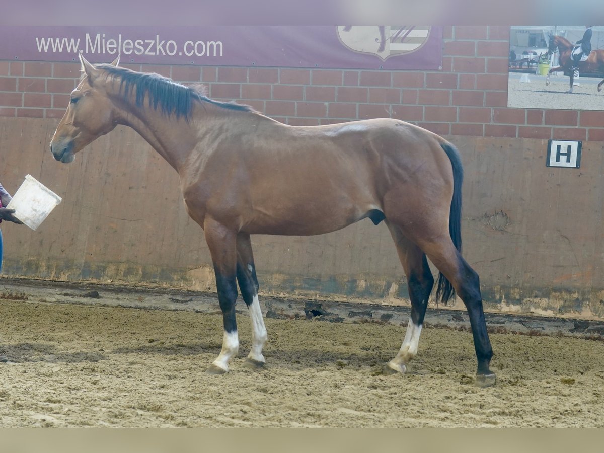 Deutsches Reitpferd Hengst 2 Jahre 167 cm Brauner in Paderborn