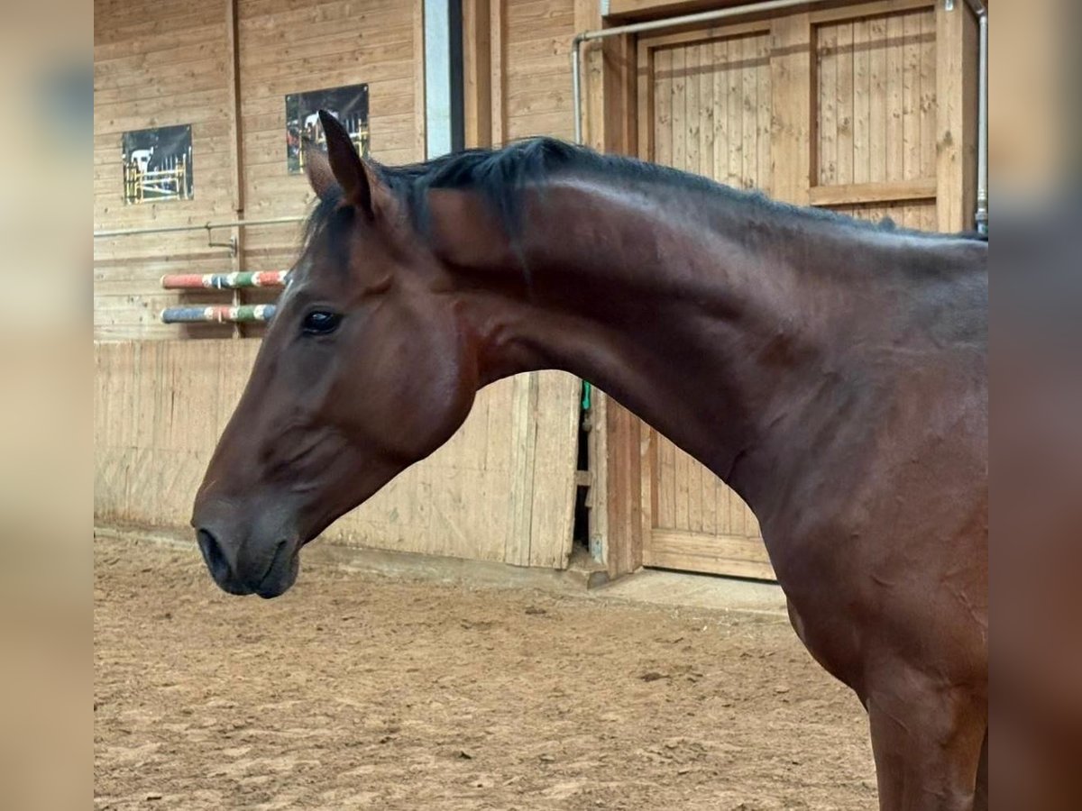 Deutsches Reitpferd Hengst 2 Jahre 168 cm Brauner in Heistenbach Deutsches Reitpferd Hengst 2 Jahre 168 cm Brauner in Heistenbach