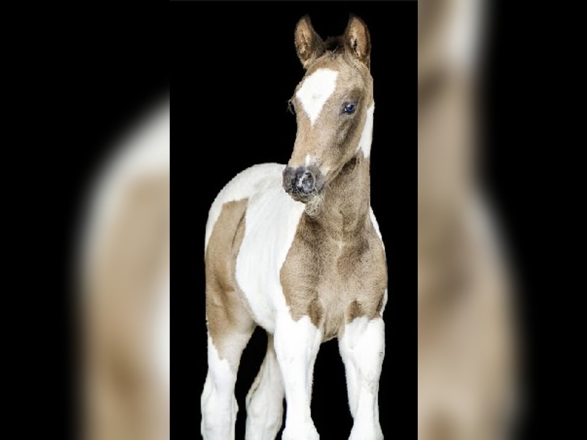 Deutsches Reitpferd Hengst 2 Jahre 170 cm Schecke in Weiskirchen
