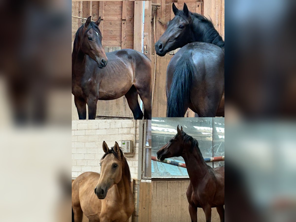 Deutsches Reitpferd Hengst 2 Jahre in Heistenbach