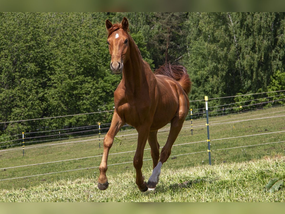 Deutsches Reitpferd Hengst 2 Jahre Fuchs in Wörth an der Donau