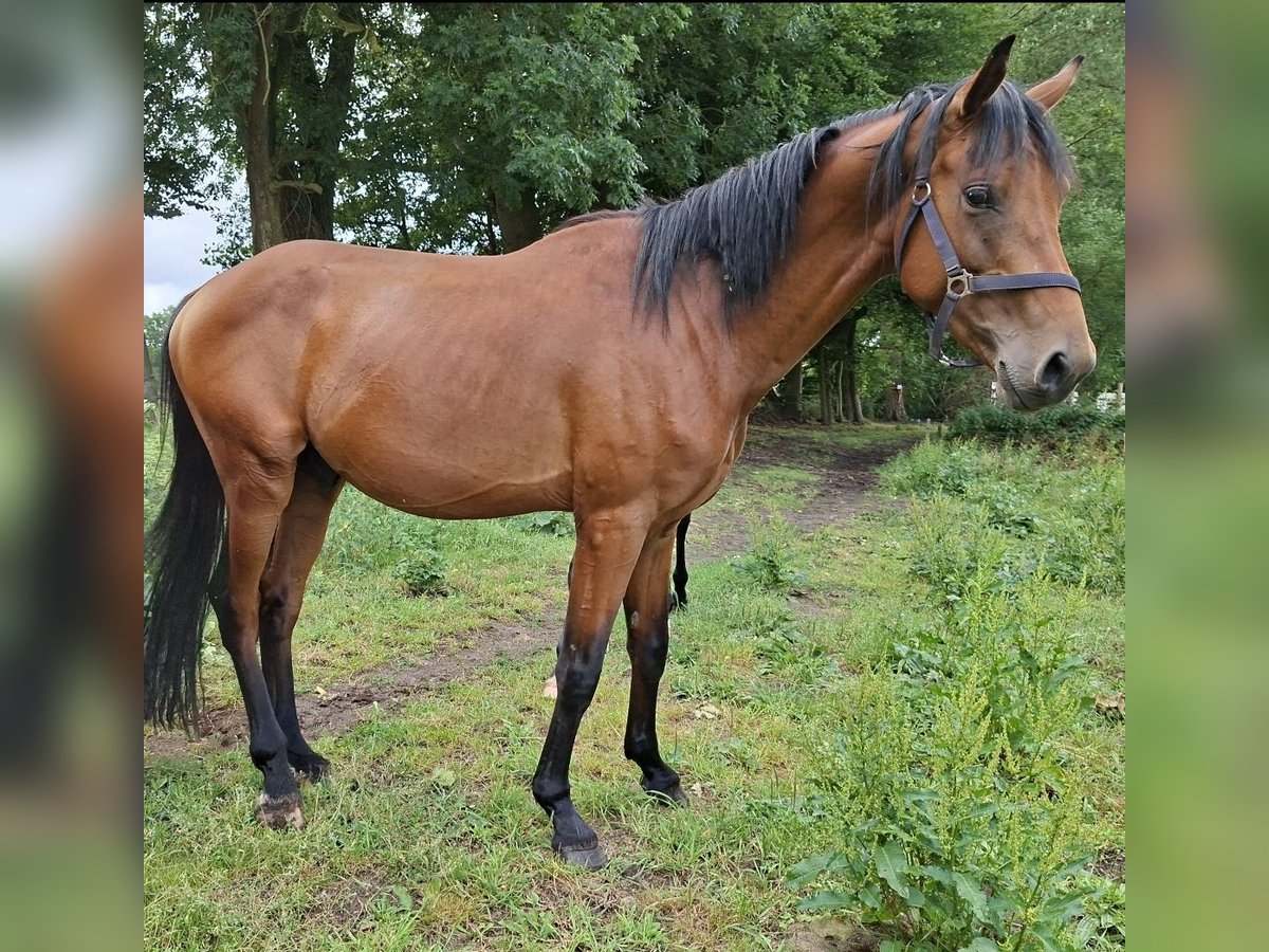 Deutsches Reitpferd Hengst 3 Jahre 153 cm Brauner in B&#xFC;tzow