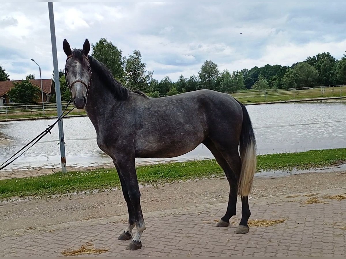 Deutsches Reitpferd Hengst 3 Jahre 166 cm Kann Schimmel werden in Stulln