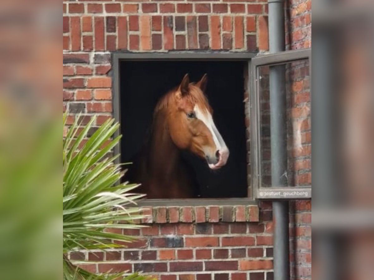Deutsches Reitpferd Hengst 3 Jahre 169 cm Fuchs in Pulheim
