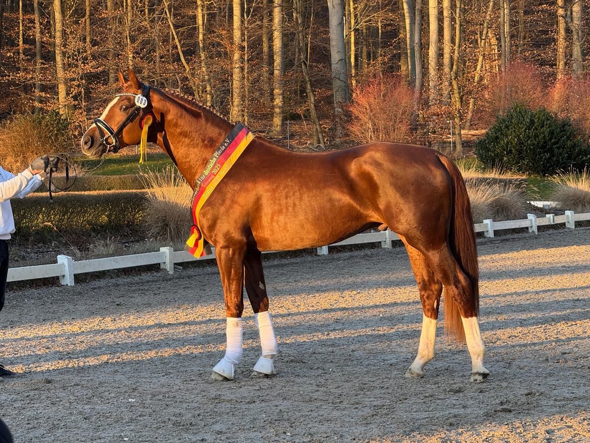 Deutsches Reitpferd Hengst 3 Jahre 170 cm Dunkelfuchs in Neusäß