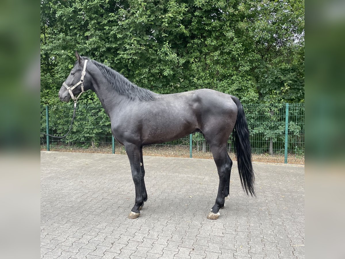 Deutsches Reitpferd Hengst 3 Jahre 170 cm Rappe in Verl