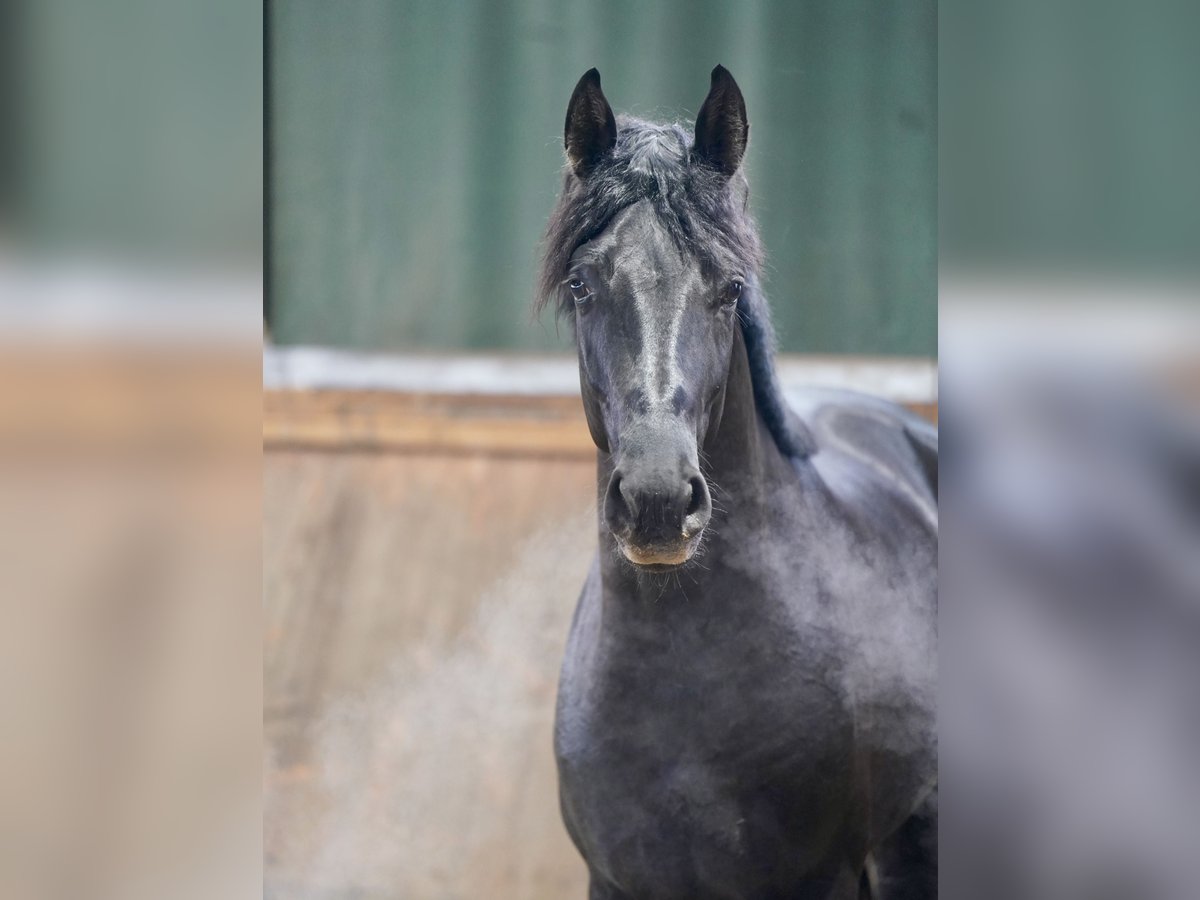 Deutsches Reitpferd Hengst 3 Jahre 171 cm Rappe in Paderborn