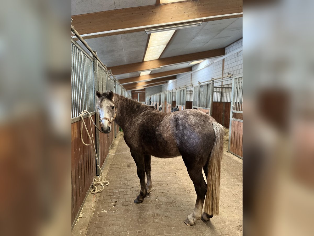 Deutsches Reitpferd Mix Hengst 4 Jahre 137 cm in Ulrichstein