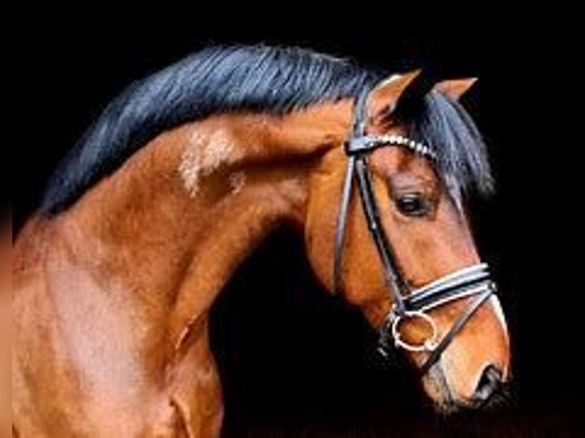 Deutsches Reitpferd Hengst 4 Jahre 170 cm Brauner in Ravensburg Deutsches Reitpferd Hengst 4 Jahre 170 cm Brauner in Ravensburg
