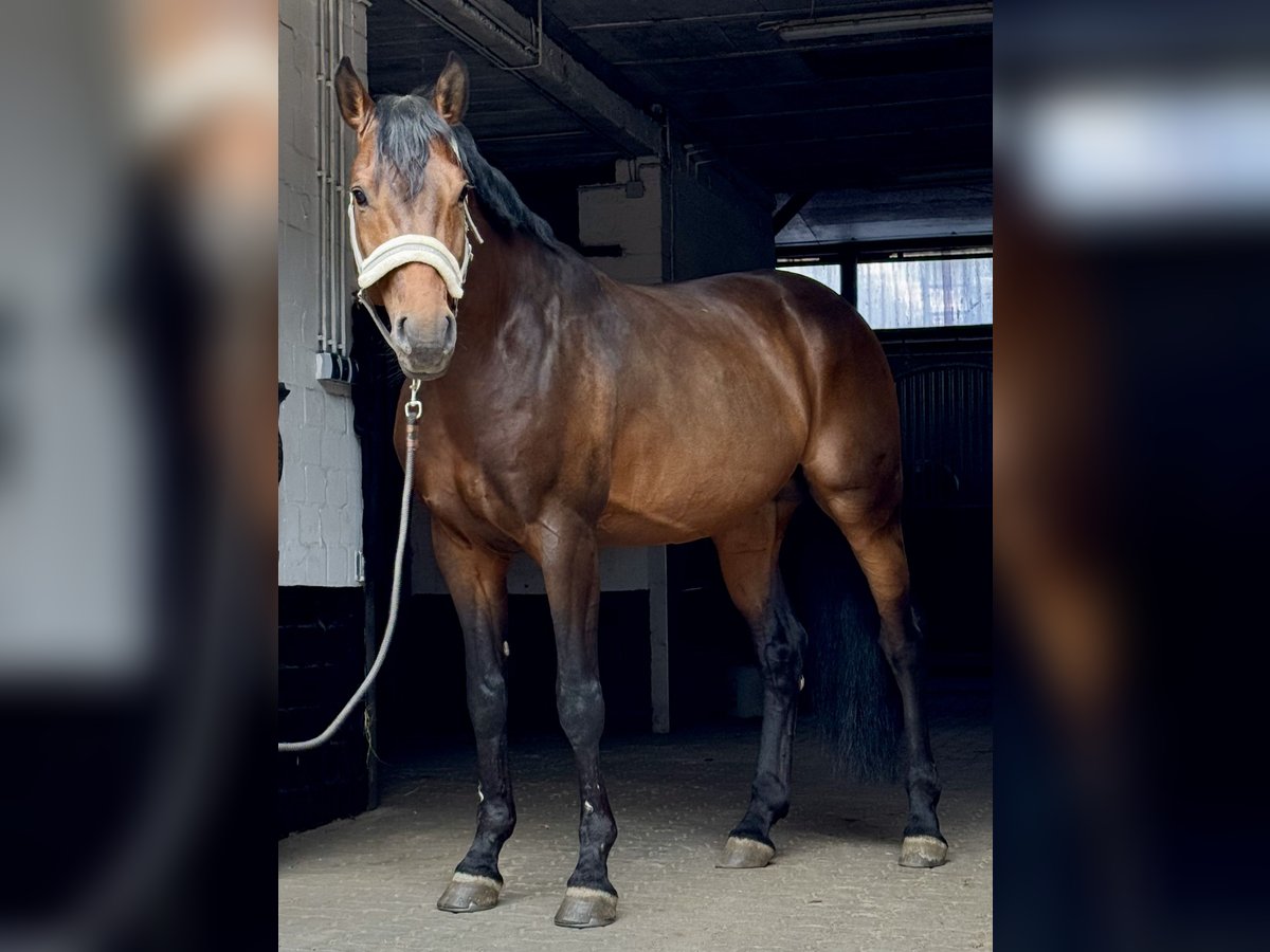 Deutsches Reitpferd Hengst 5 Jahre 164 cm Brauner in Itzehoe