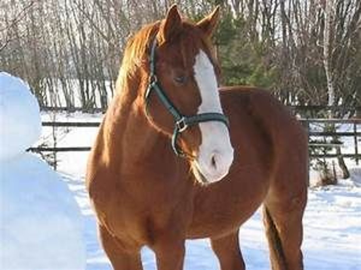 Deutsches Reitpferd Hengst 5 Jahre 170 cm Dunkelfuchs in Ravensburg