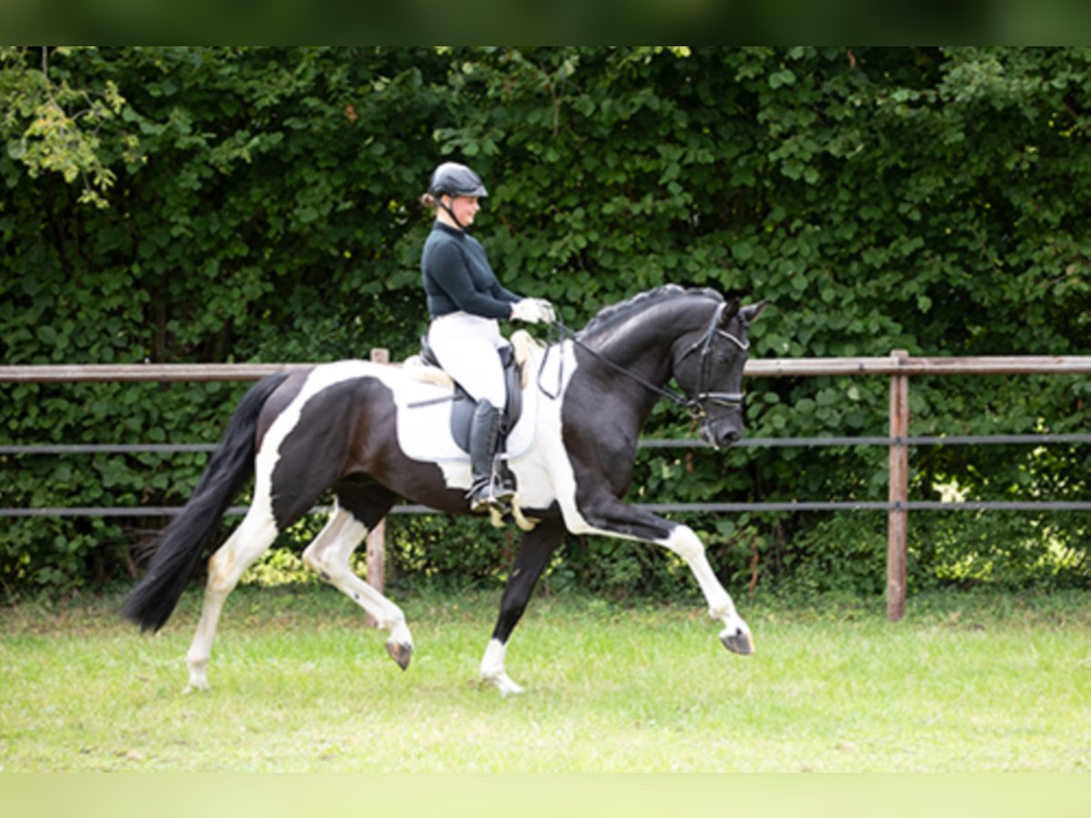 Deutsches Reitpferd Hengst in Etgersleben