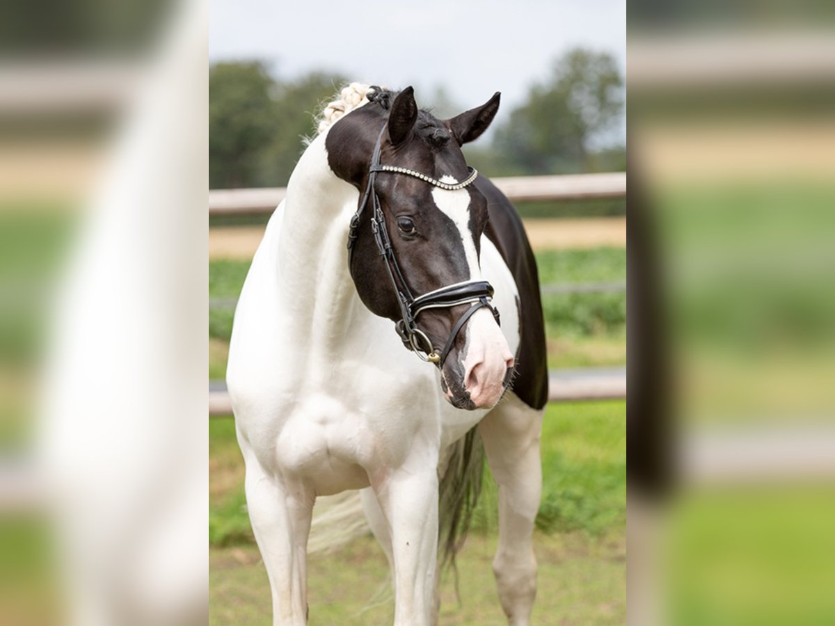 Deutsches Reitpferd Hengst in Etgersleben