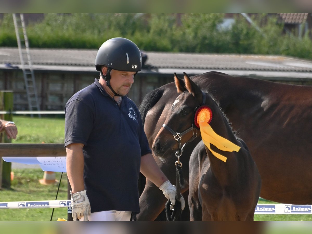 Deutsches Reitpferd Hengst Fohlen (06/2024) 167 cm Dunkelbrauner in Naila