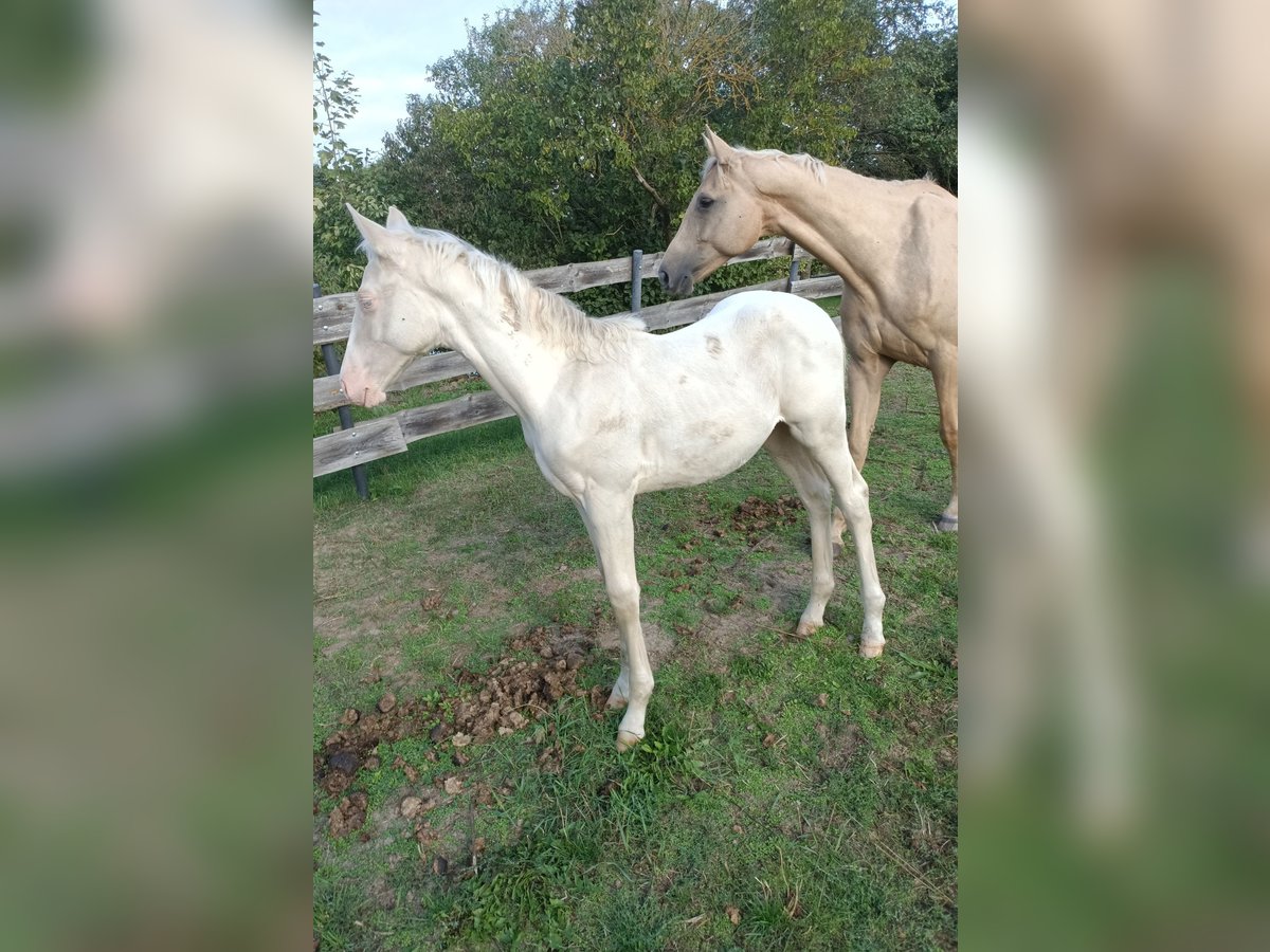 Deutsches Reitpferd, Hengst in Naundorf