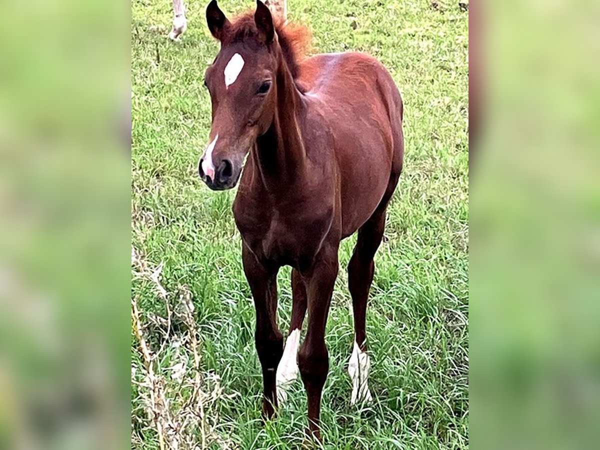 Deutsches Reitpferd Hengst Fohlen (04/2025) 169 cm Dunkelfuchs in B&#xF6;rde-Hakel OT Etgersleben