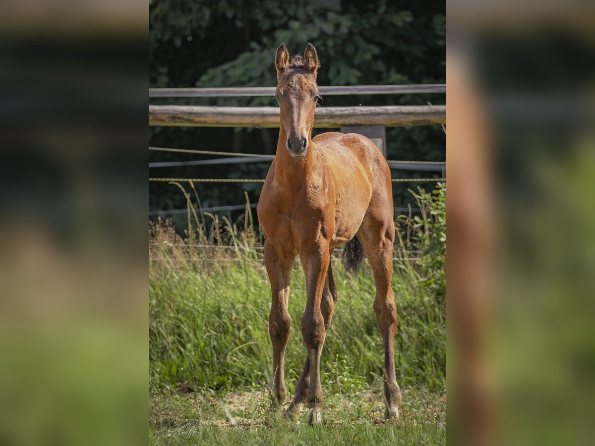 Deutsches Reitpferd Hengst Fohlen (04/2025) 170 cm Brauner in H&#xF6;chst&#xE4;dt im Fichtelgebirge