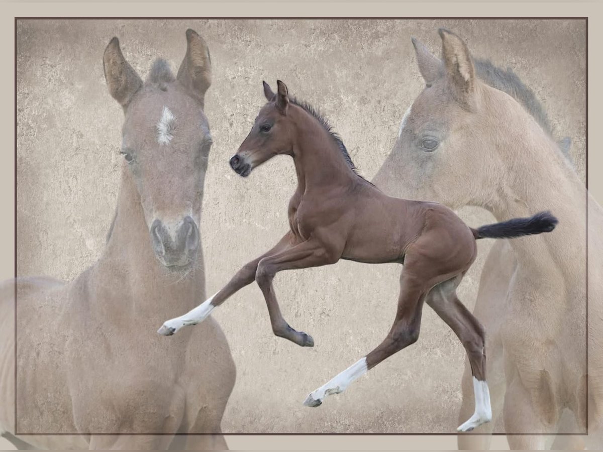 Deutsches Reitpferd Hengst  172 cm Brauner in Bergkirchen