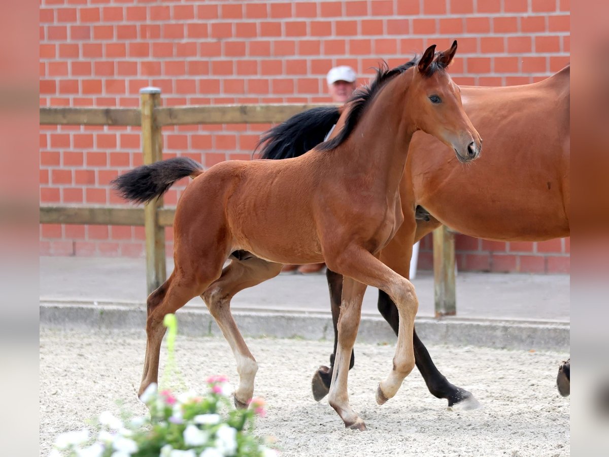 Deutsches Reitpferd Hengst  172 cm Brauner in Ostbevern